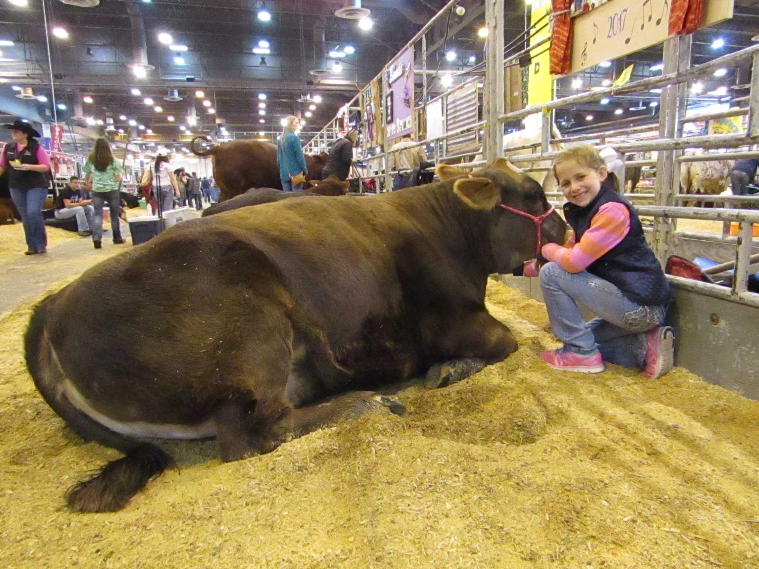 Kiersten Priddy with her heifer named Sweet Caroline at the Houston Livestock Show and Rodeo a day before their showing at the Calf Scramble Beef Heifer Show in the NRG Center.