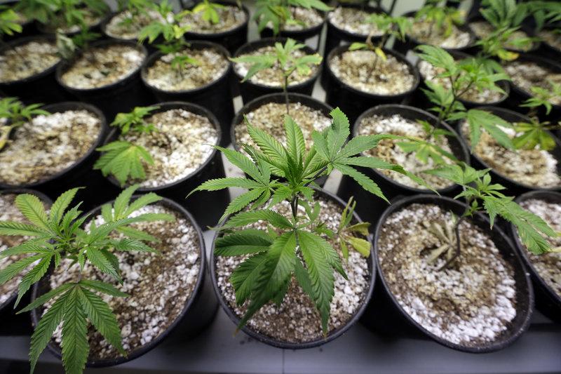 In this Jan. 13 photo, young plants stand under grow lamps at the Pioneer Production and Processing marijuana growing facility in Arlington, Wash. Texas is set to join other states in discussing decriminalization during its current legislative session. State Rep. Joseph  Joe Moody, D-El Paso, filed House Bill 507, which proposes decriminalizing possession of small amounts in the state. 