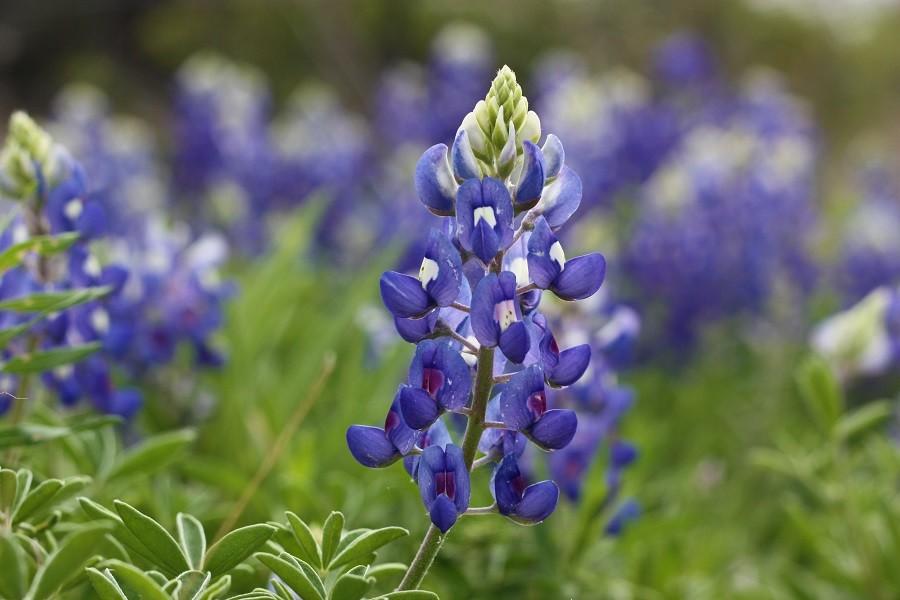 Are picking Bluebonnets legal?