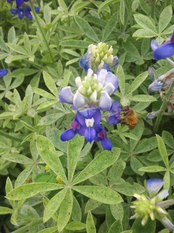 Memorial Park: a beautiful Spring destination to volunteer
