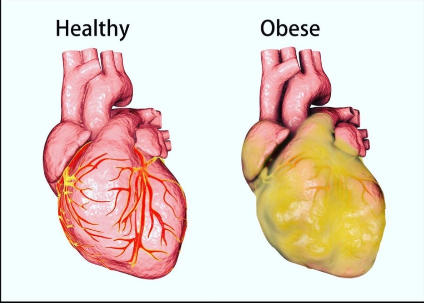 nutrition-and-the-importance-behind-a-balanced-diet-the-egalitarian