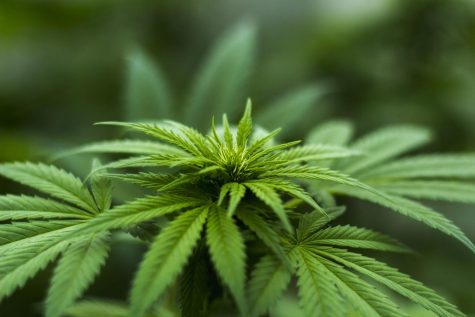 What is Delta-8 THC? I tried it so that you dont have to.