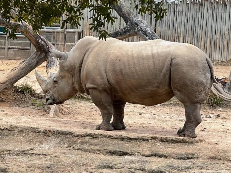 Houston Zoo 
Southern White Rhinoceros