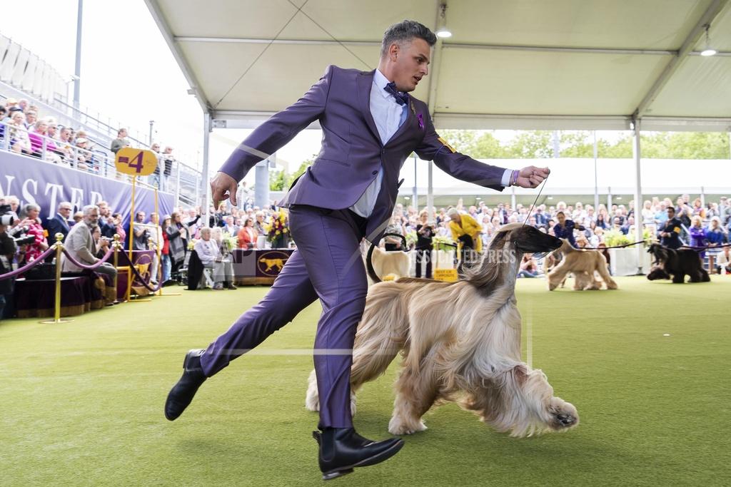 Handler Willy Santiago competes with Afghan Hound Zaida during breed group judging at the 148th Westminster Kennel Club Dog show, Monday, May 13, 2024, at the USTA Billie Jean King National Tennis Center in New York.