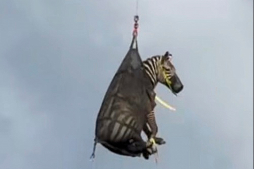 In this image taken from June 8, 2025, video by the Rutherford County Sheriff's Office in Rutherford County, Tennessee,  shows the airlifting of a zebra named Ed that had evaded capture for several days after it ran away from its owner.